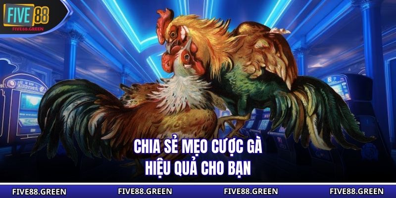 Chia sẻ mẹo cược gà hiệu quả cho bạn