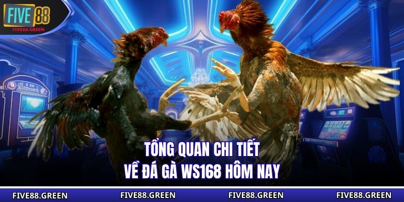 Tổng quan chi tiết về đá gà WS168 hôm nay